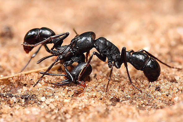 ant photograph