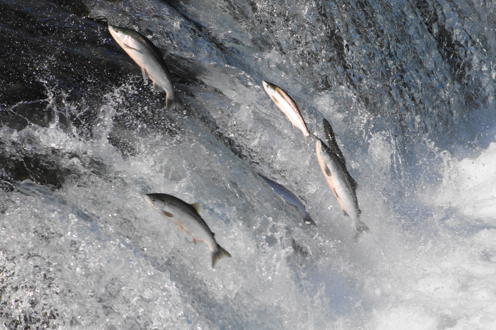 Salmon Jumping
