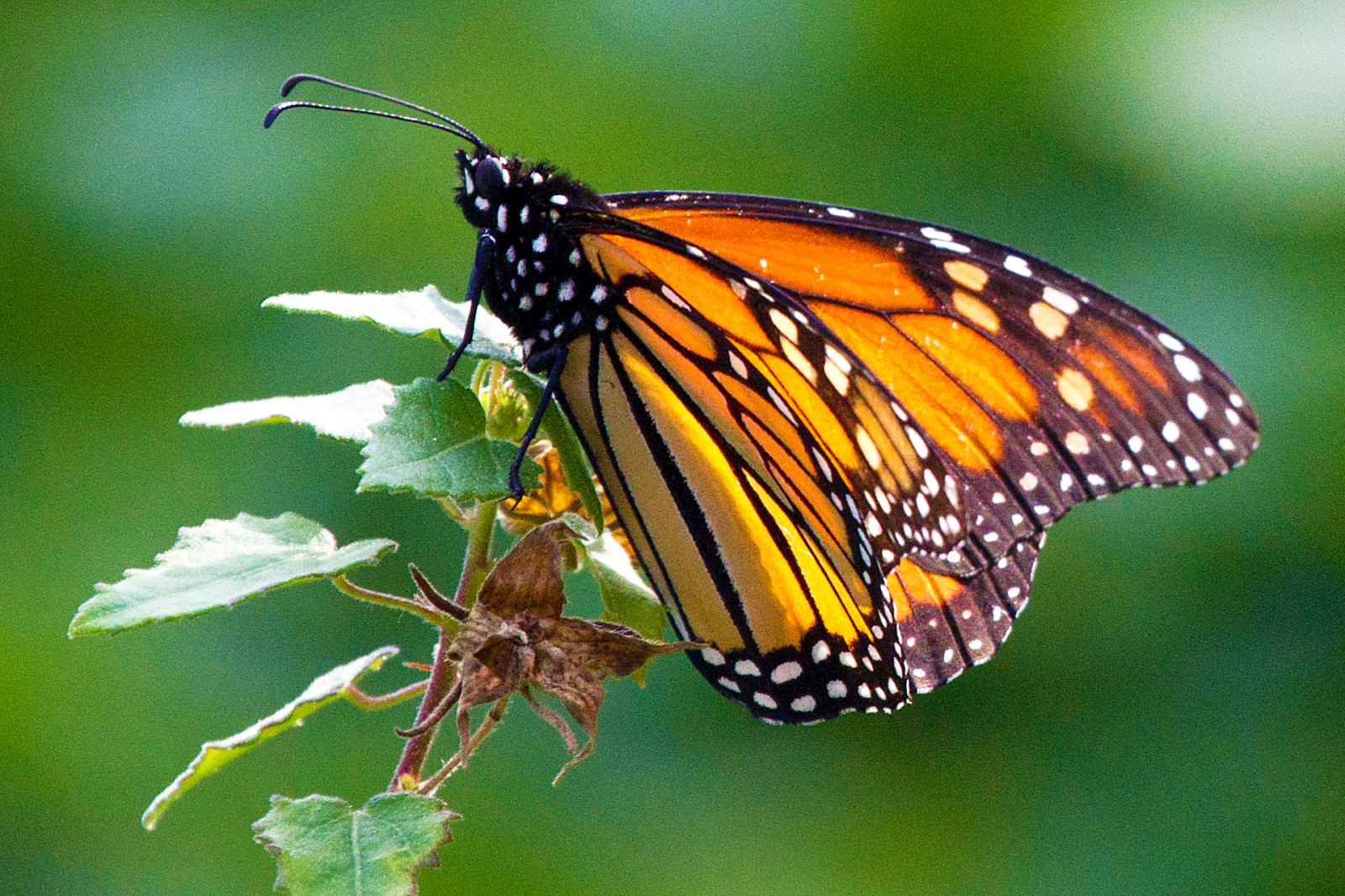 Backyard Monarch Butterfly