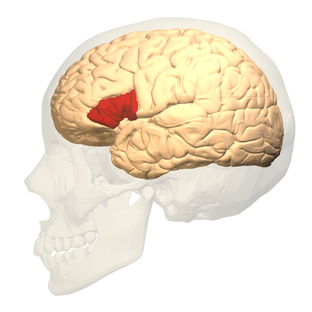 Broca Area of the Brain