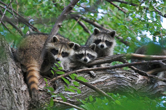 Raccons in a tree