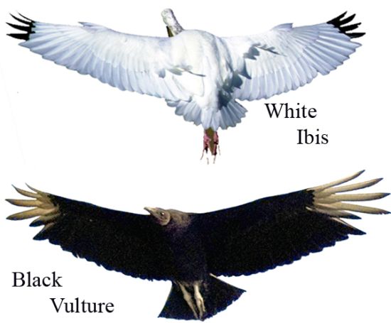 Black Vulture and White Ibis wingtips