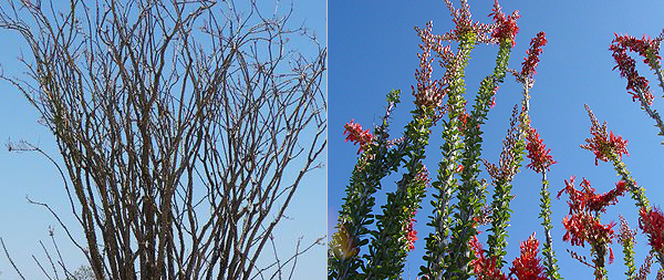 ocotillo dormant and in bloom picture
