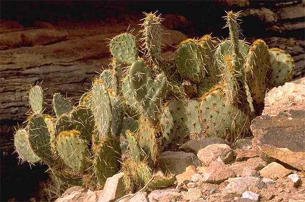 prickly pear picture