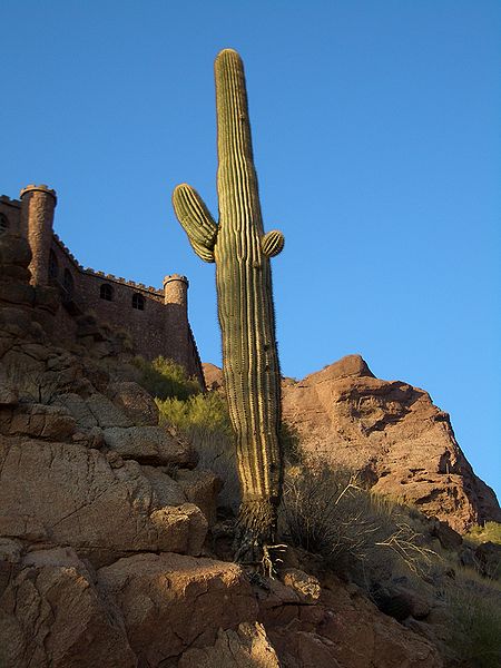 Saguaro cactus picture