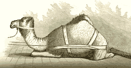 A camel from an 1855 U.S. War Department bulletin, The Purchase, Importation, and Use of Camels and Dromedaries to be Employed for Military Purposes