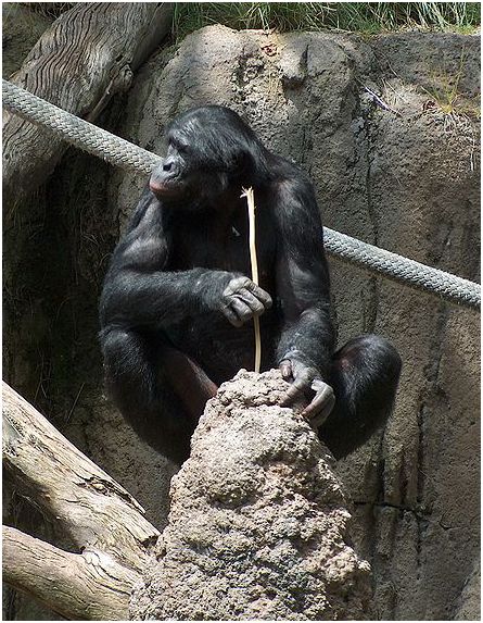 chimpanzee fishing for termites picture