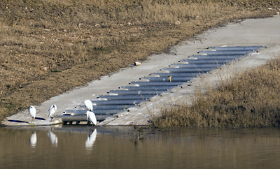 Snowy Egrets at the water return tunnel