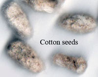 Ginned cotton seeds
