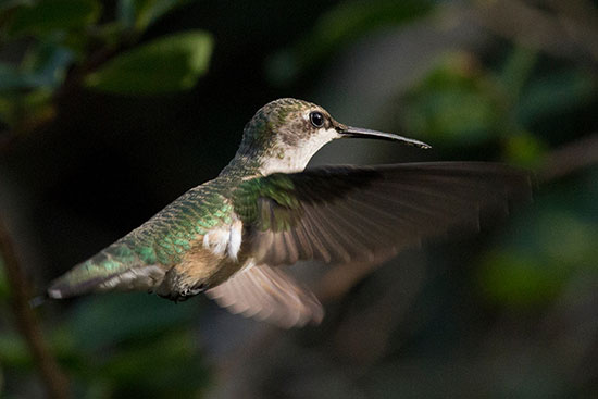 wings forward hummingbird
