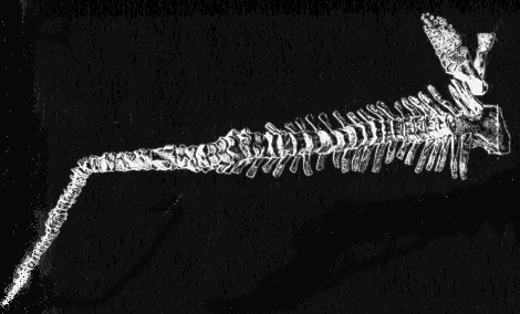 The tail of an ichthyosaurus
