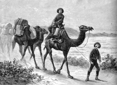 Camels in Nevada delivering military supplies from San Antonio to Los Angeles in 1857