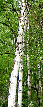 Silver Birch trees