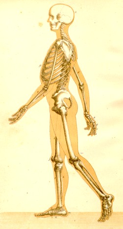 skelet.jpg