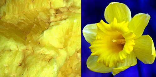 Sulfur and a daffodil