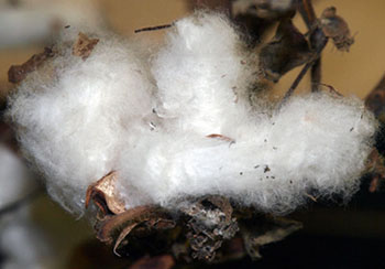 unpicked cotton