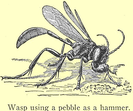 From Iles, taken in turn from a 1905 study of wasps