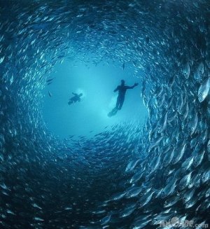Divers swimming in a school of fish