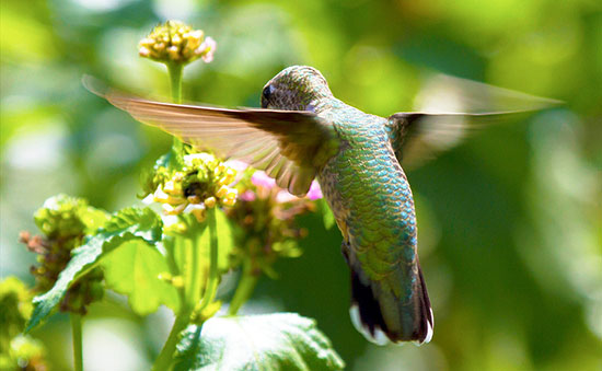 wide angle of back of hummingbird