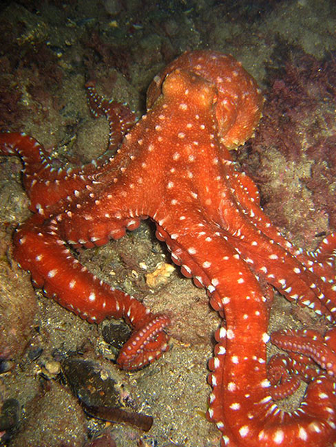 red octopus photograph
