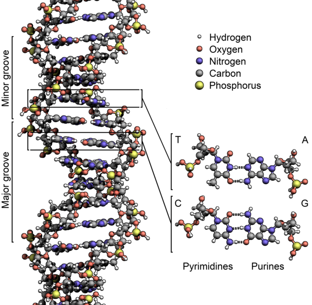 The structure of DNA showing with detail showing the structure of the four bases, adenine, cytosine, guanine and thymine, and the location of the major and minor groove.