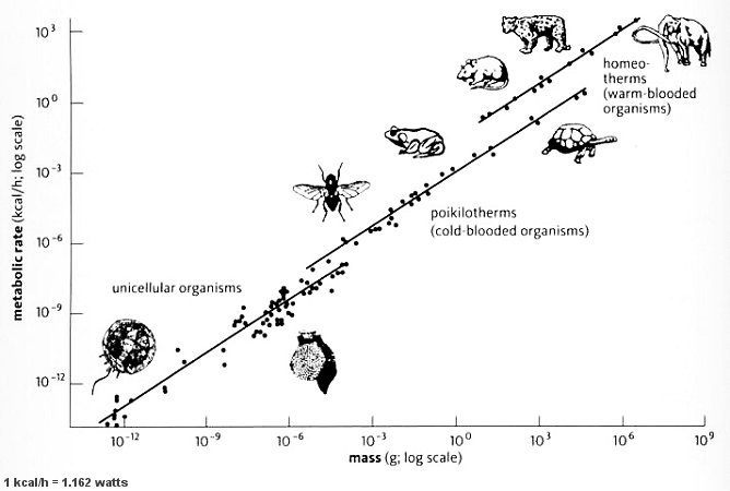 A standard log-log graph of mass vs. metabolic rate. Click on the image to read the review article which provides more information about the data shown in this figure.