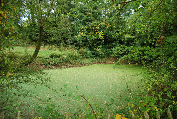 Algae covered pond