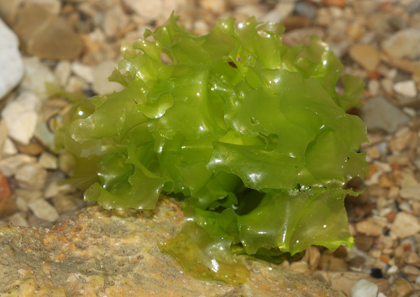 Sea Algae 