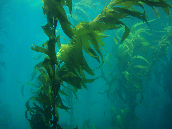 Underwater plant