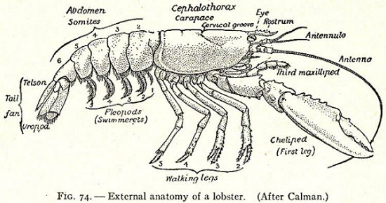 lobsteranatomy