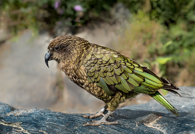 The highly intelligent and endangered Kea