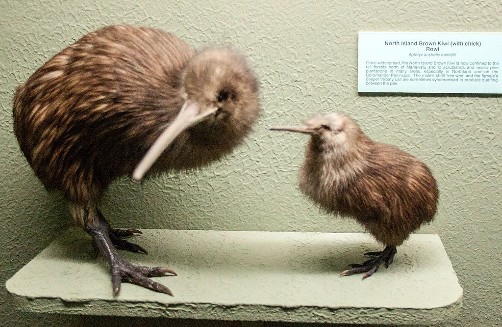 The flightless kiwi, national bird of New Zealand