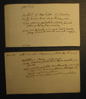 Two notecards prepared by Carl Linnaeus on different species of the Genus Urtica. Courtesy of Linnean Society, Library of the Linnean Society (London), and Creative Commons.
