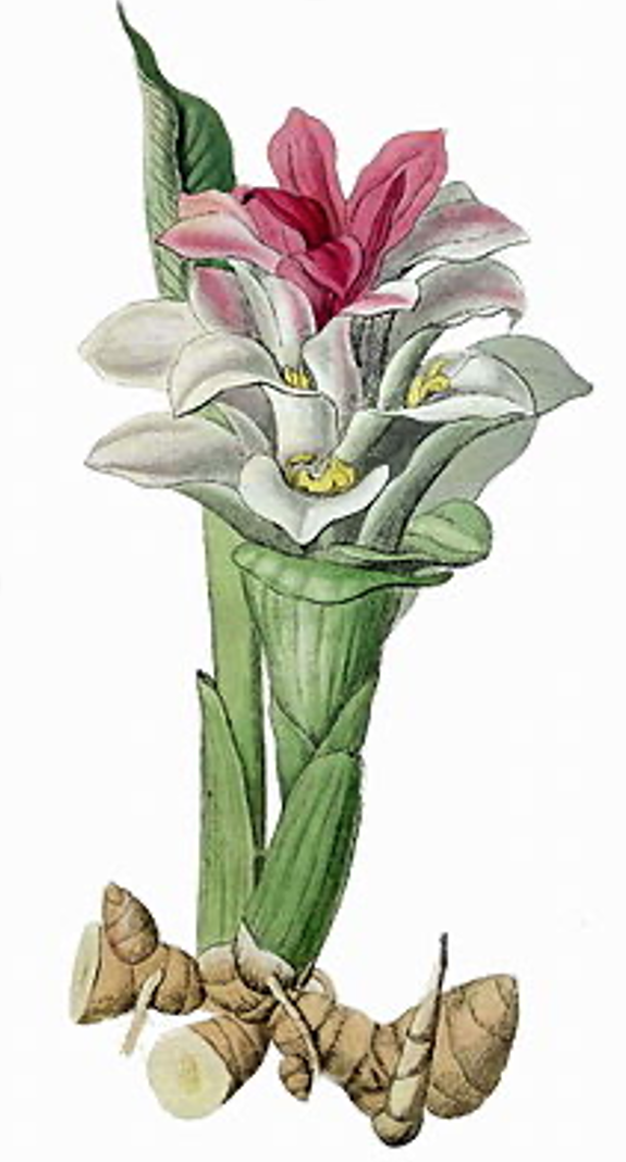 Illustration from The Paradisus Londonesis, an 1805 book illustrated by William Hooker, documenting cultivated plants in and around London (Wikipedia).