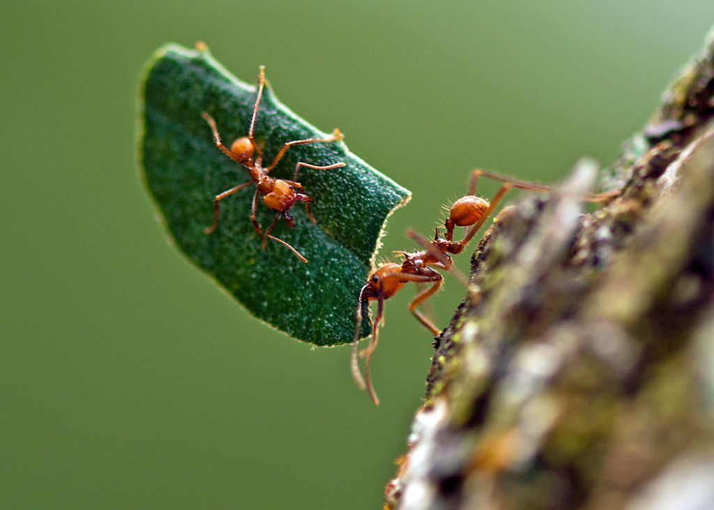Hitchiking leafcutter ant