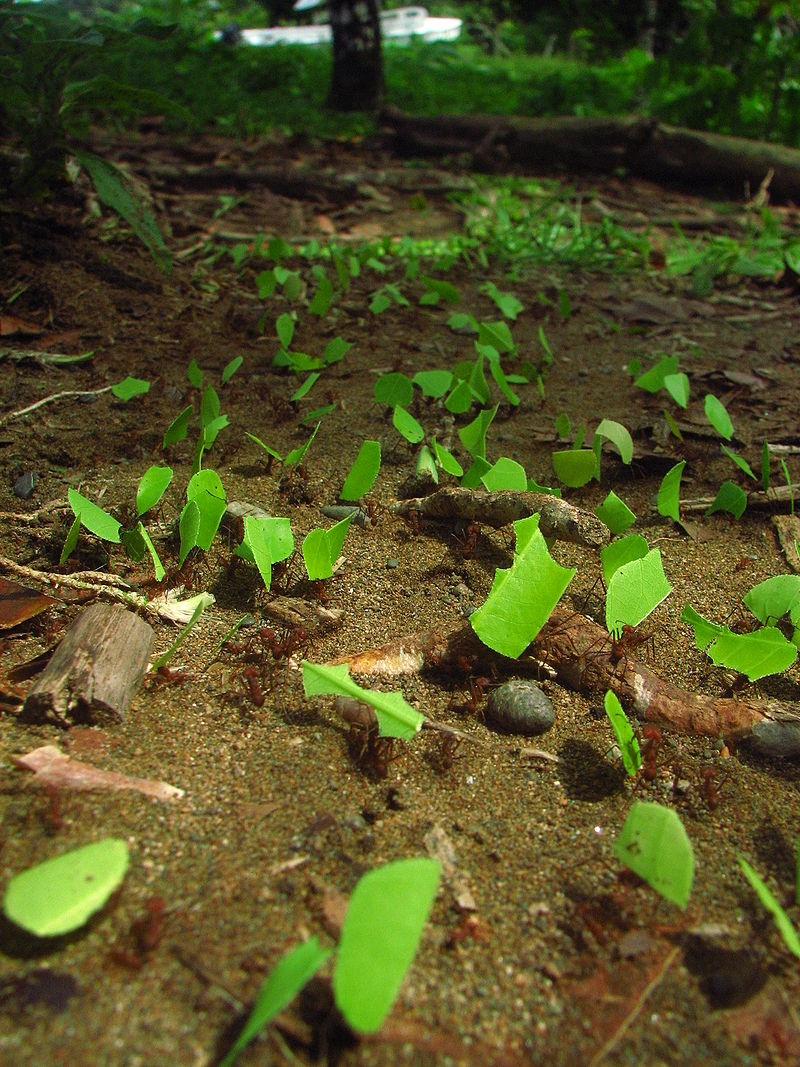 Leafcutter ants transporting leaves