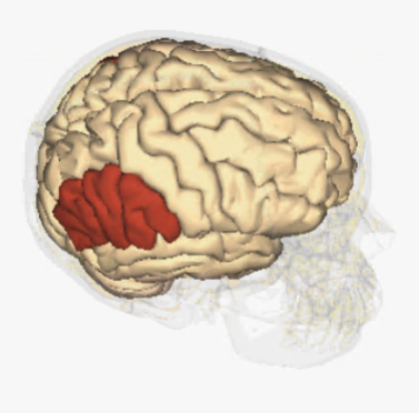 Inferior Parietal Lobule - brain region affected by dyslexia.