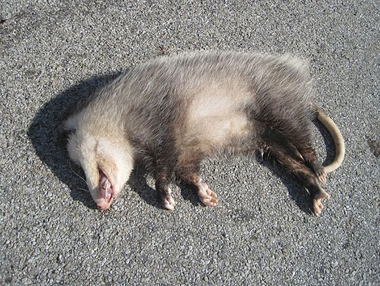 Opossum playng dead