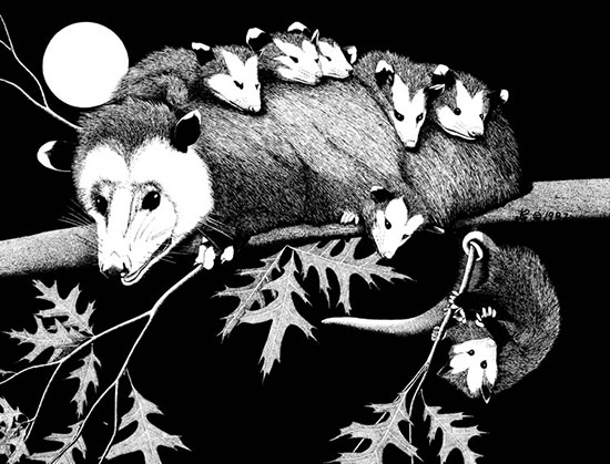 family of three opossums