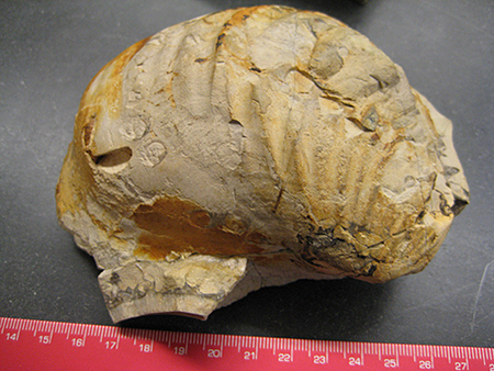 photograph of a shell Inoceramus.sp