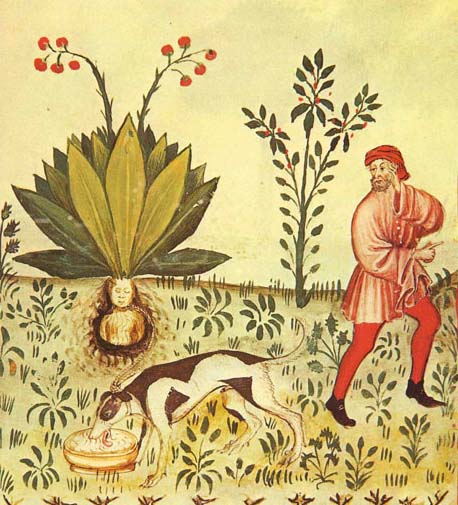 Mandrake (Mandragora officinarum), scanned from 15th century manuscript Tacuinum Sanitatis.