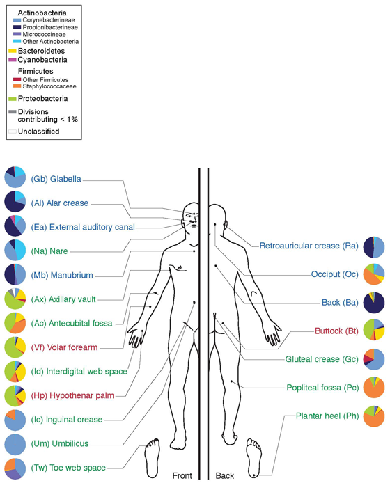 Skin microbiome chart