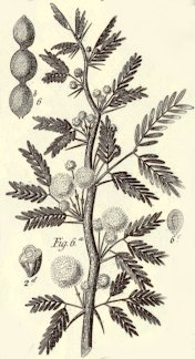 Detail of the Gum Arabic producing Acacia tree