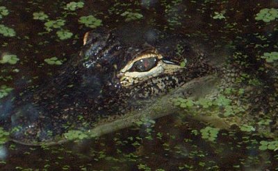 Alligator eyes: Washington DC Aquarium
