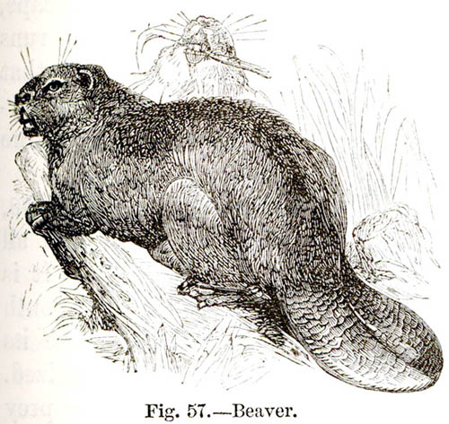 Beaver sketch