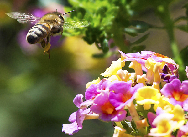 Bee over lantana
