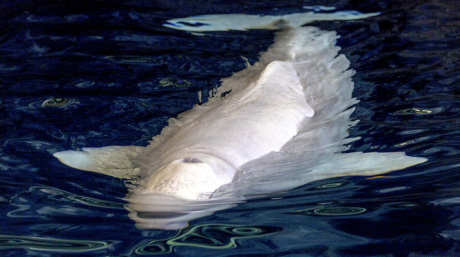 A Beluga Whale swims toward us.