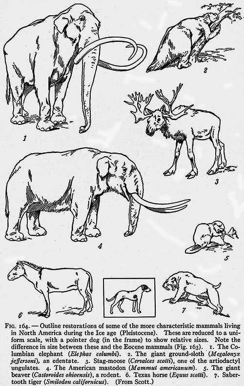 Early view of North American Ice Age animals