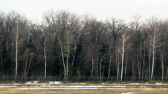 Birch Forest beside Domodedovo Airport