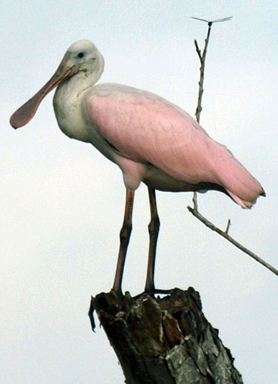 Roseate Spoonbill and dragonfly
